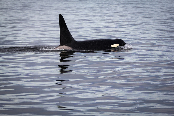 Orca Close In 2