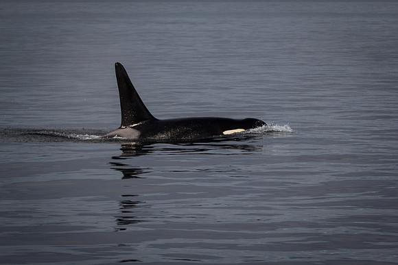 Orca Close In 1