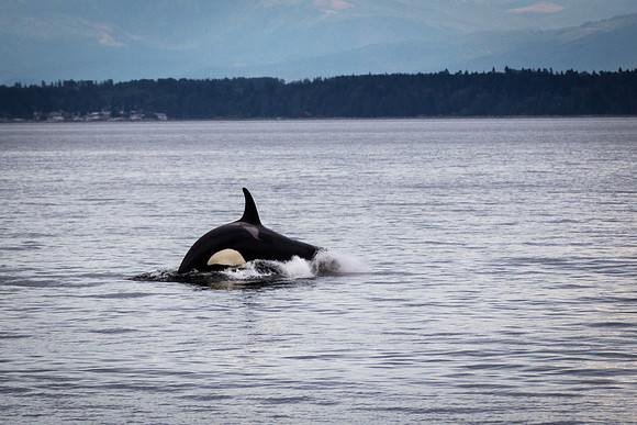Orca Breach 1d