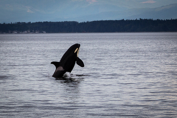 Orca Breach 1a