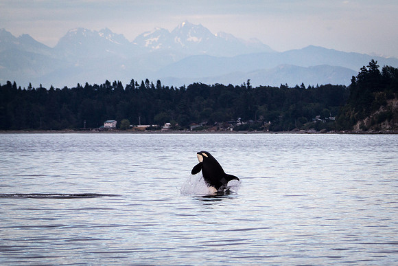 Orca Breach 2a
