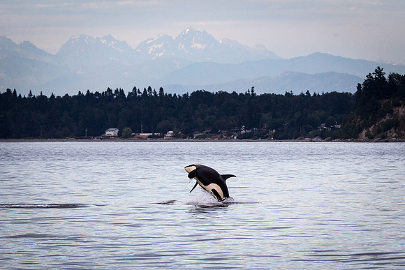 Orca Breach 2c