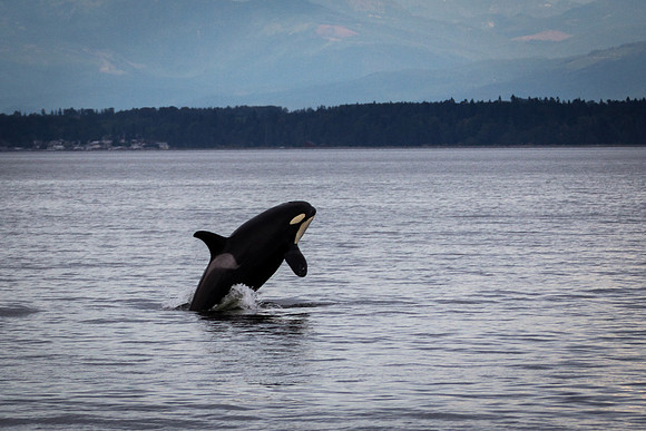 Orca Breach 1b