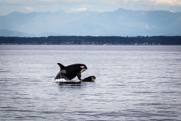 J Pod Mom and Baby 2