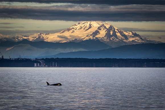 Orca and Mount Baker