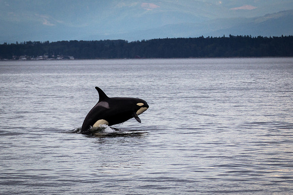 Orca Breach 1c