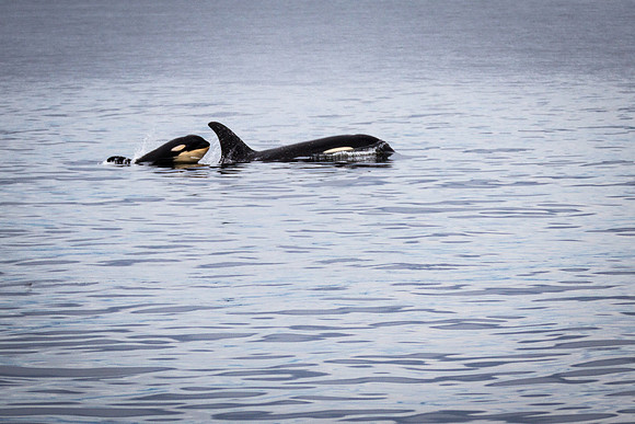 J Pod Mom and Baby 1