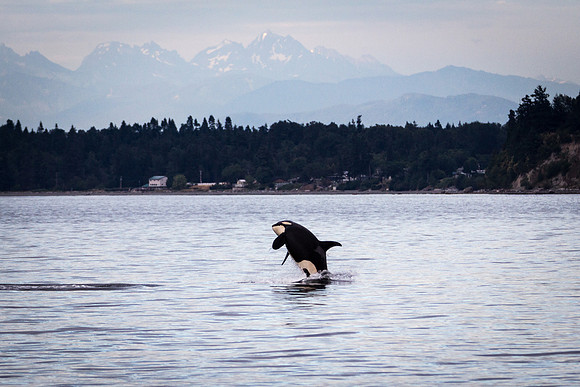 Orca Breach 2b