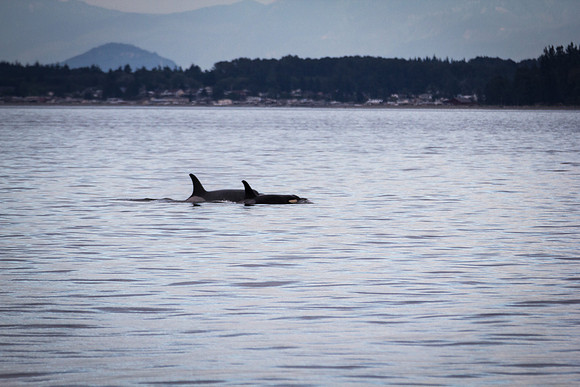 Orca Pair
