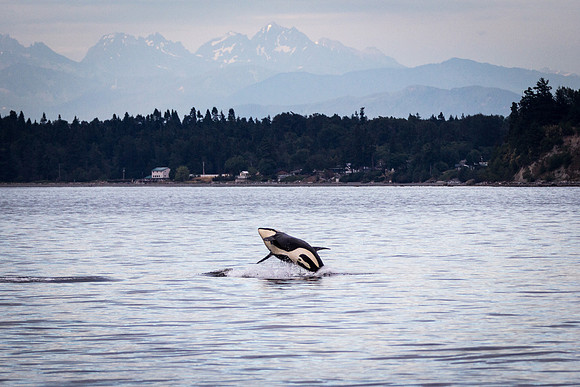 Orca Breach 2d
