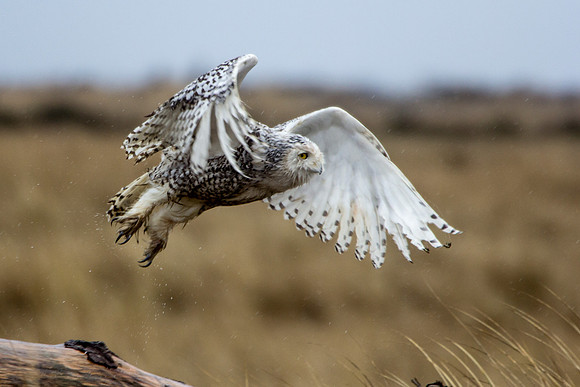 Snowy Owl