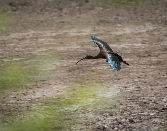 White-Faced Ibis