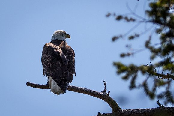 Camano Island Eagle 2