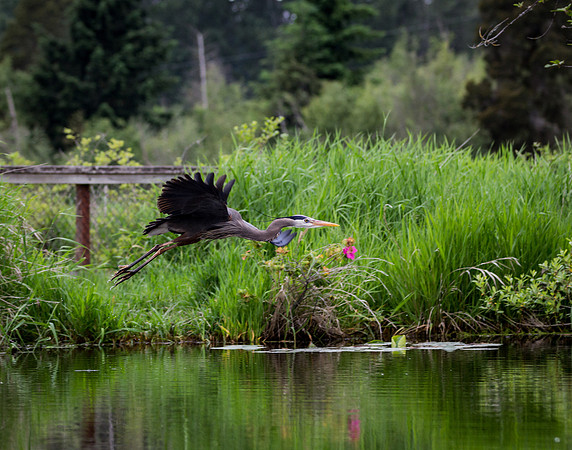 Heron in Flight 3