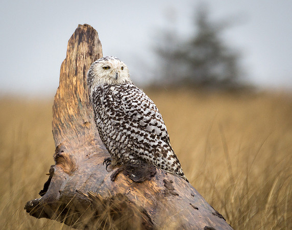 Snowy Owl 3