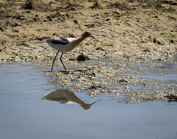 American Avocet