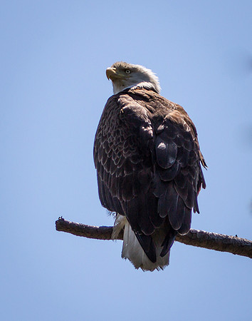 Camano Island Eagle