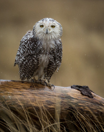 Snowy Owl 2