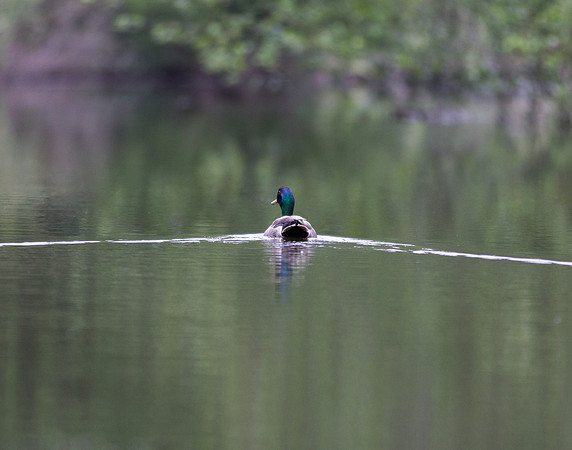 Mallard Wake