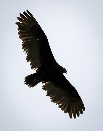 Turkey Vulture