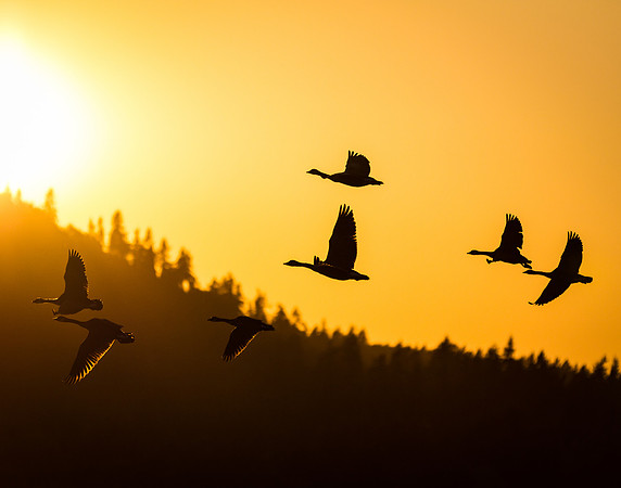 Sunset Geese