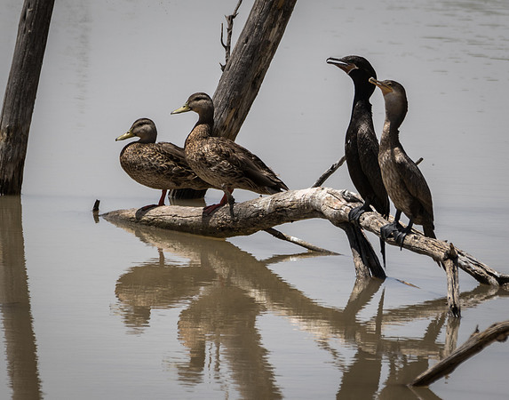 Mallards and Cormorants