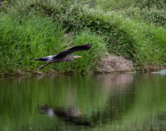 Heron in Flight 6
