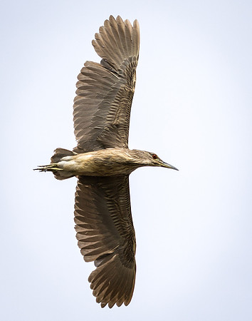 Black-Crowned Night-Heron Juvenile 2