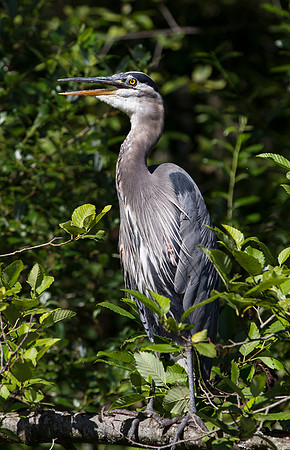 Great Blue Heron 2