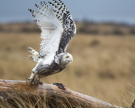 Snowy Owl Launch