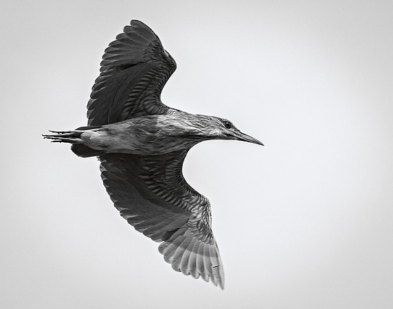 Black-Crowned Night-Heron Juvenile