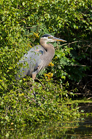 Great Blue Heron