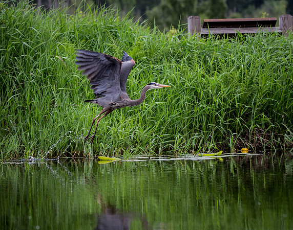 Heron in Flight 2