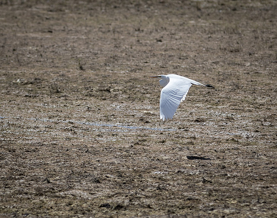 Great Egret in Flight 1