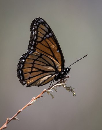 Monarch Butterfly at rest