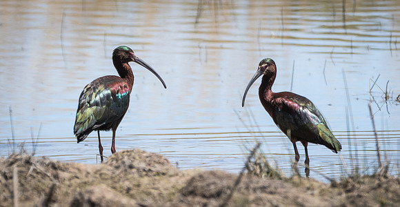 White-Faced Ibis Pair
