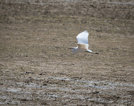 Great Egret in Flight 2