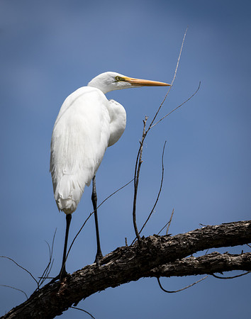 Great Egret