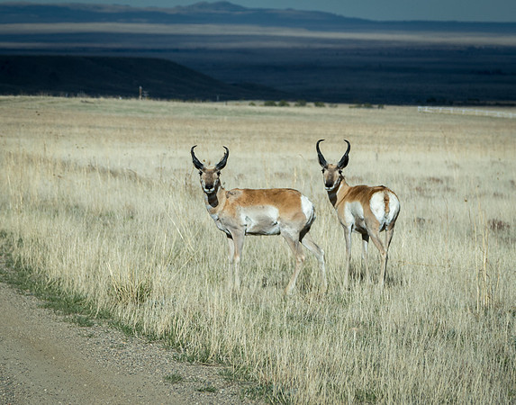 Antelope Pair