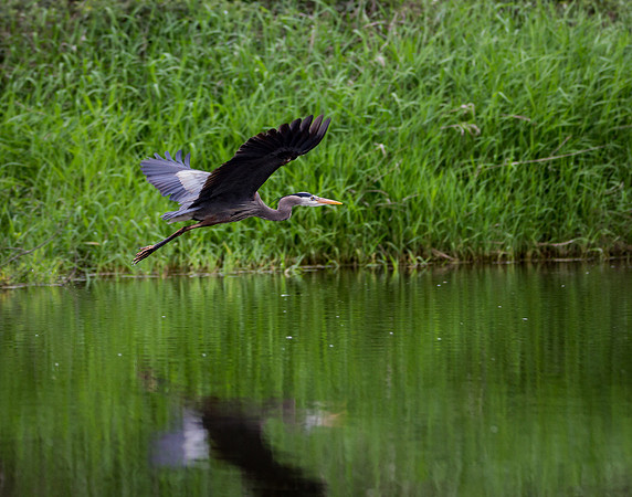 Heron in Flight 5