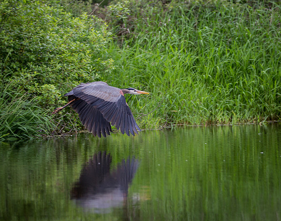 Heron in Flight 4