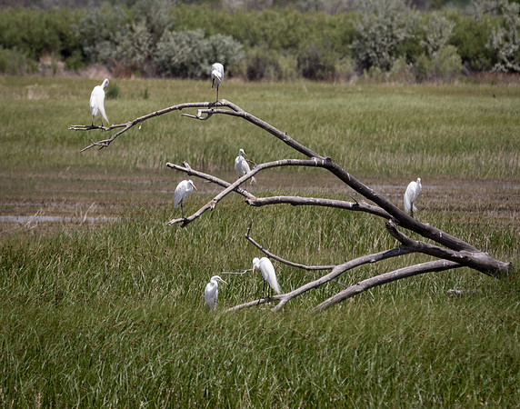 Congregation of Great Egrets