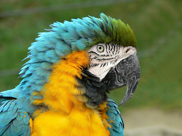 Blue and Gold Macaw