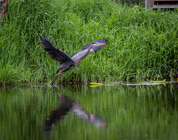 Heron in Flight