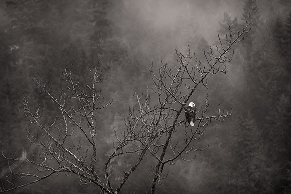 Perched Eagle