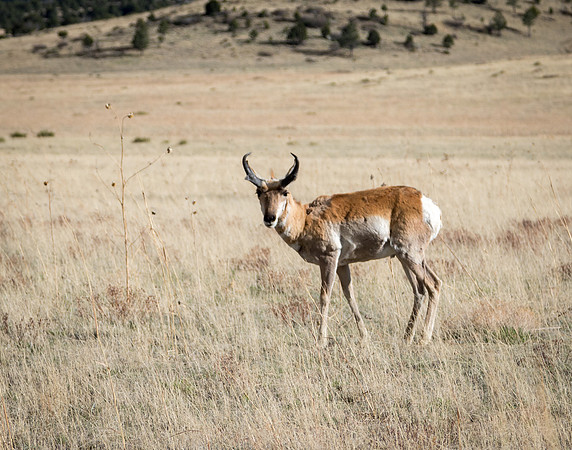 Antelope