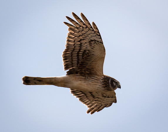 Northern Harrier 3