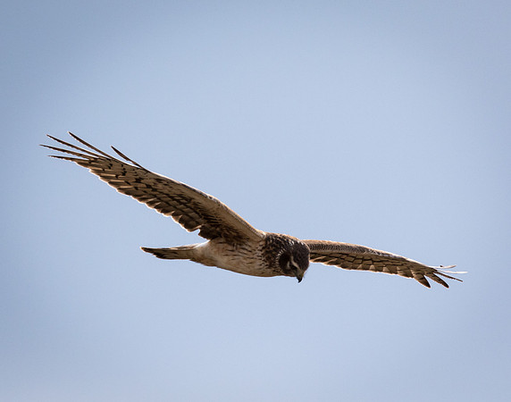 Northern Harrier 2