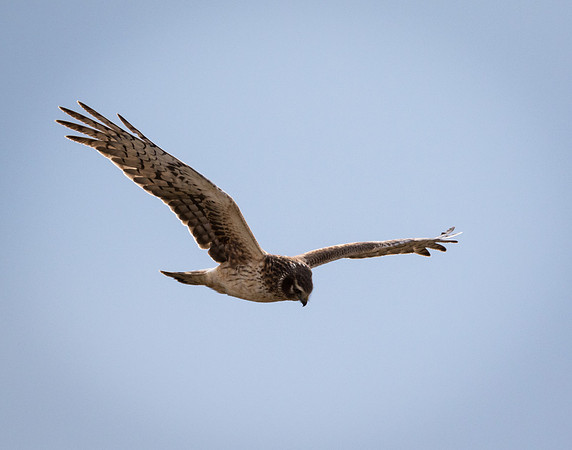 Northern Harrier 1