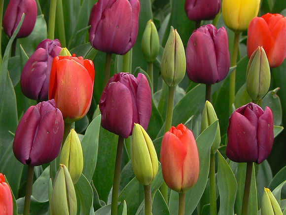 Tulip Assortment 2
